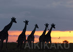 blog_2011_12.jpg